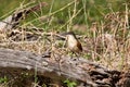 Burchell Coucal