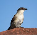 Burchell`s Coucal perched openly on top of a suburban roof