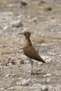 Burchell's Courser Royalty Free Stock Photo