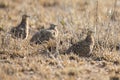 Burchell`s sandgrouse family walking in a desert looking for foo