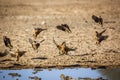 Burchell s Sandgrouse in Kgalagadi transfrontier park, South Africa