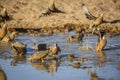Burchell s Sandgrouse in Kgalagadi transfrontier park, South Africa