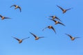 Burchell s Sandgrouse in Kgalagadi transfrontier park, South Africa