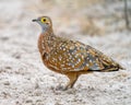 Burchell`s sandgrouse looking for food