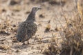 Burchell`s sandgrouse male walking in a desert looking for food