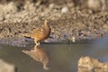 Burchell's Sandgrouse standing in water