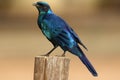 Burchell`s starling or Burchell`s glossy-starling Lamprotornis australis sitting at stake