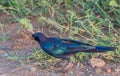 Burchell`s starling collecting nesting material