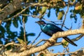 Burchell\'s starling (Lamprotornis australis) perching in a tree during the day Royalty Free Stock Photo