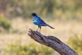 Burchell`s starling Lamprotornis australis singing on branch