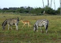 Burchell's Zebra Royalty Free Stock Photo