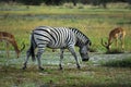 Burchell's Zebra Royalty Free Stock Photo