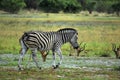 Burchell's Zebra Royalty Free Stock Photo