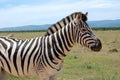 A Burchell`s Zebra in Addo Elephant National Park Royalty Free Stock Photo