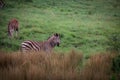 Burchell`s Zebra behind tall grass with green grass background Royalty Free Stock Photo