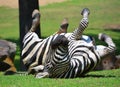 Burchell`s zebra Royalty Free Stock Photo