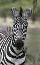 Burchell's zebra (Equus burchelli)