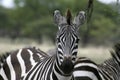 Burchell's zebra (Equus burchelli)