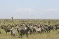 Burchell's zebra (Equus burchelli)