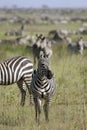 Burchell's zebra (Equus burchelli)