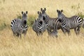 Burchell`s Zebra, equus burchelli, Herd at Masai Mara Park in Kenya