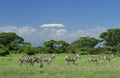 Burchell`s zebra, equus burchelli, Herd in Savannah near Kilimandjaro Mountain, Tanzania