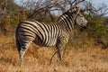 Burchell's Zebra (Equus burchellii)