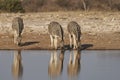 Burchell`s Zebra in Etosha National Park, Namibia Royalty Free Stock Photo