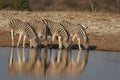 Burchell`s Zebra in Etosha National Park, Namibia Royalty Free Stock Photo