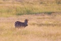 Burchell's zebra (equus quagga)