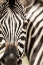 Burchell's Zebra, Burchell's zebra, Equus quagga burchellii