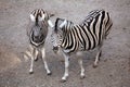 Burchell's zebra (Equus quagga burchellii).