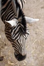 Burchell's zebra (Equus quagga burchellii).