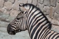 Burchell's zebra (Equus quagga burchellii). Royalty Free Stock Photo