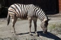 Burchell's zebra (Equus quagga burchellii). Royalty Free Stock Photo