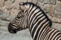 Burchell`s zebra Equus quagga burchellii