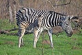 Burchell's zebra (Equus quagga burchellii)