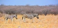 Burchell`s zebra, Equus quagga burchellii