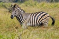 Burchell's zebra (Equus quagga burchellii) in Kruger National Park Royalty Free Stock Photo