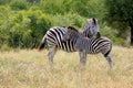 Burchell's zebra (Equus quagga burchellii)