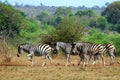 Burchell's zebra (Equus quagga burchellii) Royalty Free Stock Photo