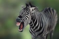 Burchell\'s Zebra laughing Royalty Free Stock Photo