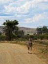 Burchell\'s zebra, Equus quagga burchellii. Madikwe Game Reserve, South Africa