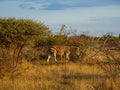 Burchell\'s zebra, Equus quagga burchellii. Madikwe Game Reserve, South Africa Royalty Free Stock Photo