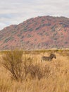 Burchell\'s zebra, Equus quagga burchellii. Madikwe Game Reserve, South Africa