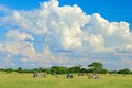 Burchell`s zebra, Equus quagga burchellii, Moremi, Okavango delta, Botswana, Africa. Wild animal on the green meadow. Wildlife Royalty Free Stock Photo