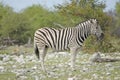 Burchell`s Zebra in Etosha, green grass, white stones