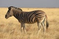 Burchell`s Zebra in the Etosha national park