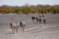 Burchell`s Zebra in Etosha National Park, Namibia