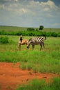 Burchell's Zebra and foal Royalty Free Stock Photo